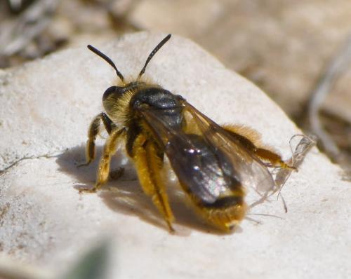 Andrena sp.